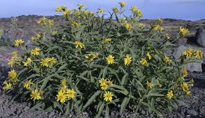 leopard's bane, wolf's bane, mountain tobacco